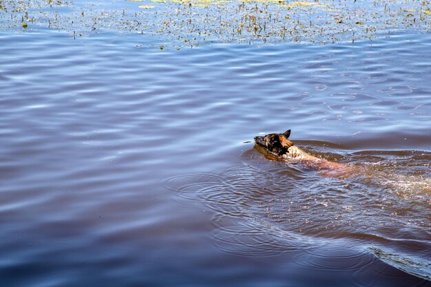 犬が湖で泳いだり遊んだりしている