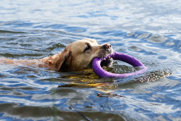 A dog is swimming with a hoop toy in the lake Games with pets in nature