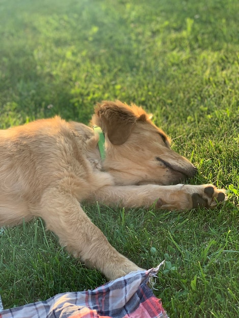 Собака устала и счастлива, лежа на траве Собачья лапка