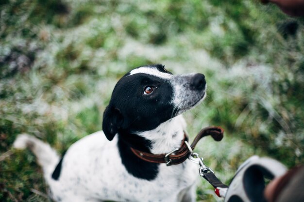 犬は冬の散歩のために訓練しています