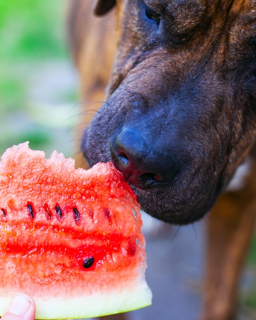 犬はスイカを間近で食べようとしています。