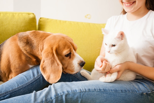 犬は友達を作ろうとしていて、猫は向こう側でしゃがんでいます