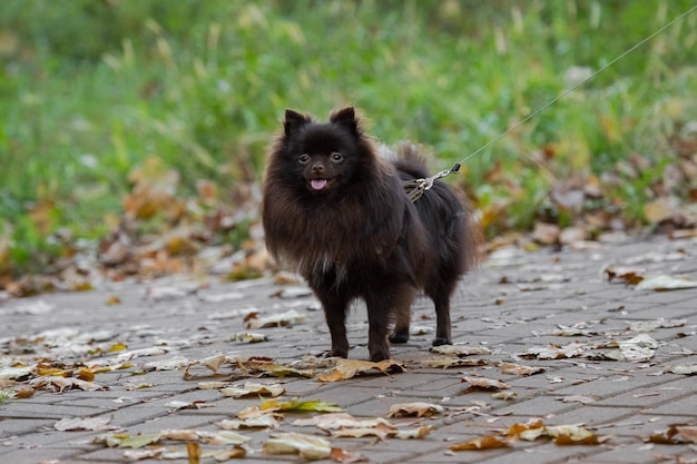 The dog is waiting for the owner. dog ball. dog playground. dog\
breed. purebred animals. fluffy pet.