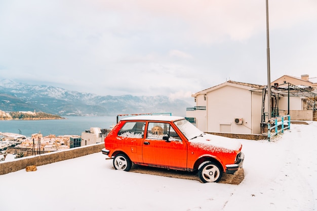 The dog is waiting for the owner in a red retro car budva mont