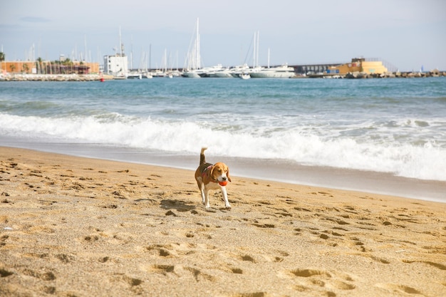 Dog is walking on the beach with a ball in mouth Summer photo of rest Pet near the sea Fun holiday Healthy lifestyle