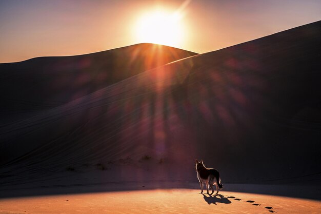 Photo a dog is walking in the desert with the sun behind him