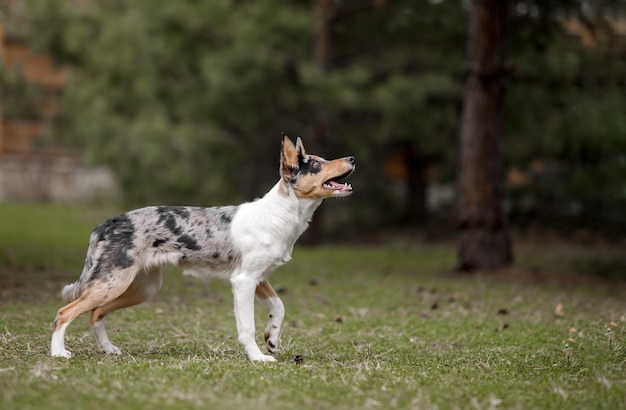 A dog is walking in a field with the word dog on the front.