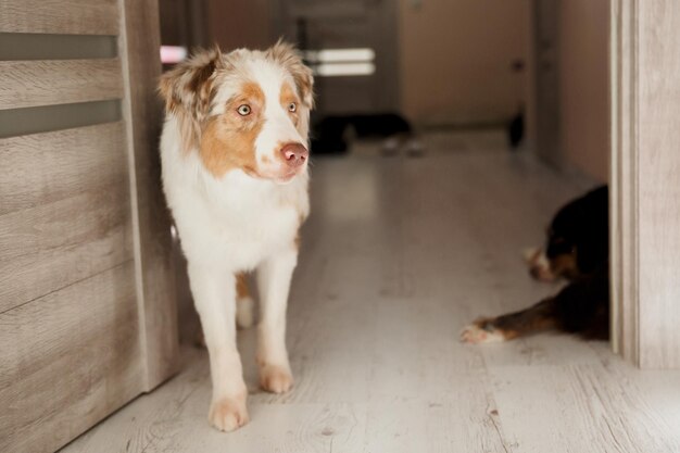 A dog is walking on a wooden floor