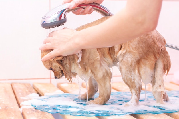 Dog is washed in the pet salon.