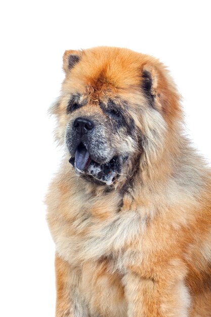 Dog Isolated on a White Background