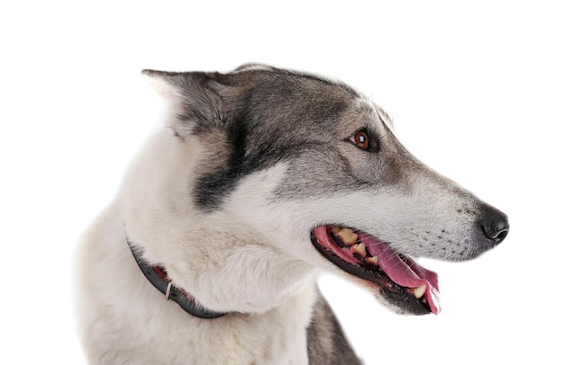 dog isolated on white