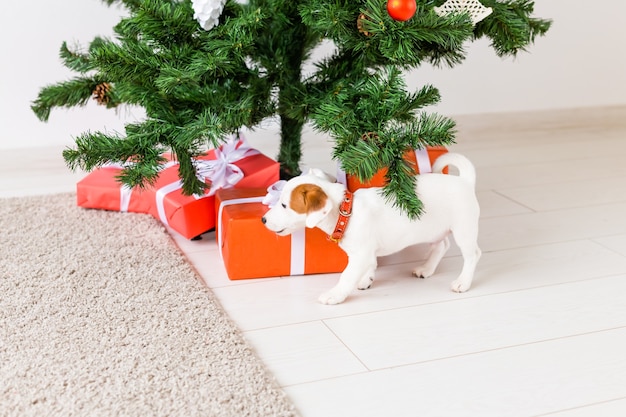 Dog jack russel under a Christmas tree with gifts and candles celebrating Christmas