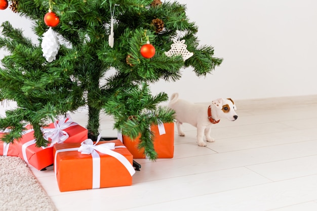 dog jack russel under a Christmas tree with gifts celebrating Christmas