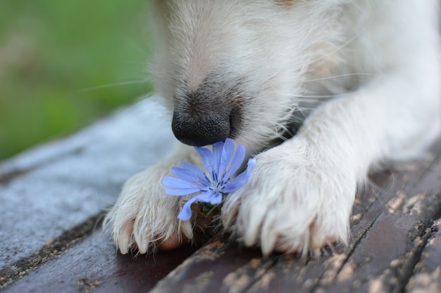 Cane jack russell che tiene nelle zampe un fiore viola