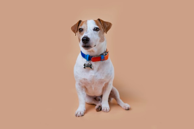 Фото Собака джек рассел одета в красивый ошейник с костью. домашнее животное сидит на заднем плане в студии.
