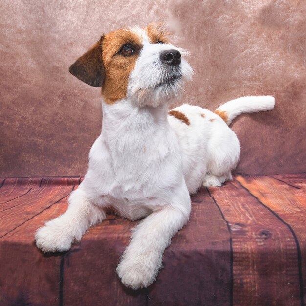 Photo the dog jack russell is lying on the table.