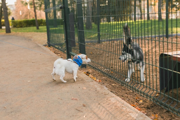 写真 晴れた春の日に犬の遊び場で屋外で一緒に遊ぶ犬ジャック ラッセル テリアとハスキー面白い