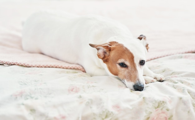 Dog Jack Russell Terrier on bed. Happy home atmosphere mood. Petfriendly (dogfriendly) hotel. Dog sleeping on blanket in bed in bedroom.