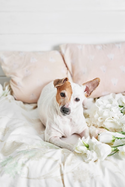 Dog jack russell Terrier on bed