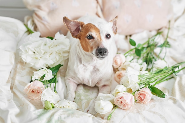 Dog jack russell Terrier on bed