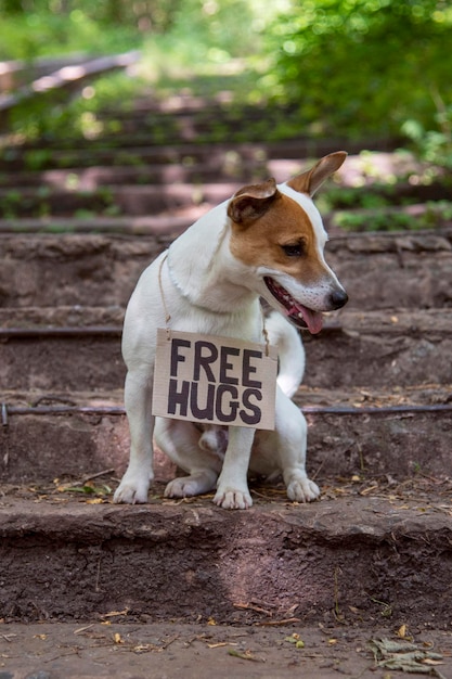 A dog of Jack Russell Terrier breed sits in the woods on stone steps, with a cardboard plaque around his neck with the inscription 'Free Hugs'. Looking on the side with his tongue hanging out