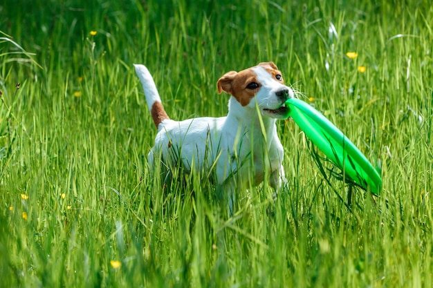 Dog Jack Russell Terrier carries toy in teeth in tall green grass