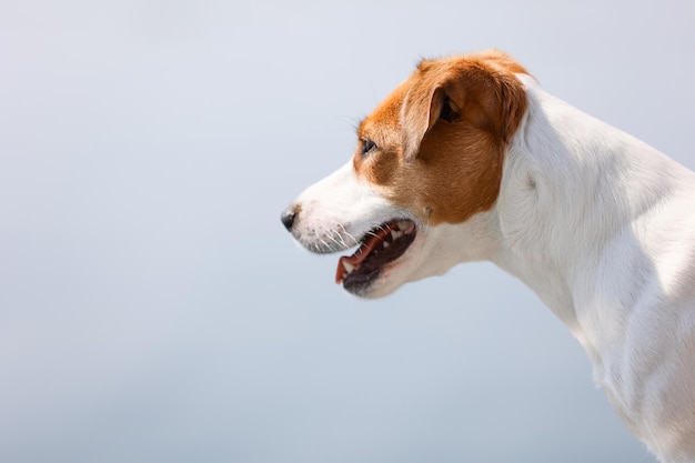 犬のジャックラッセルテリアのクローズアップ