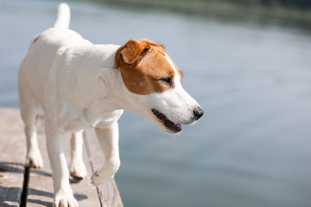 Primo piano del cane jack russell terrier