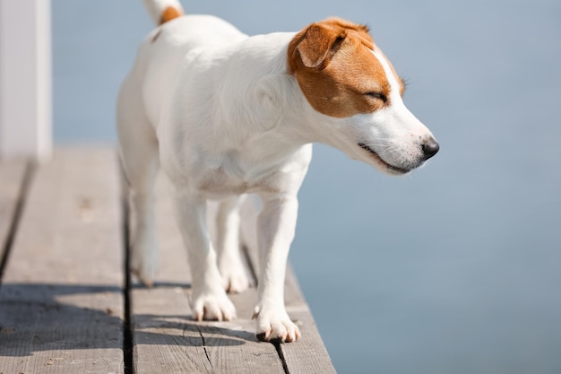 Dog Jack Russell Terrier close-up