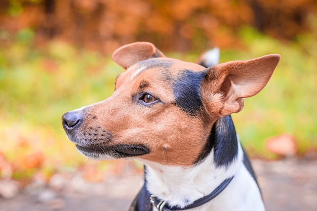 写真 公園を散歩する犬ジャックラッセルテリア。家のペット。公園を歩いている犬。秋の公園。