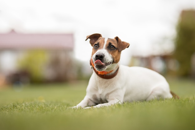 犬のジャックラッセルテリアは、彼の舌がぶら下がっている緑の草の上に横たわっています