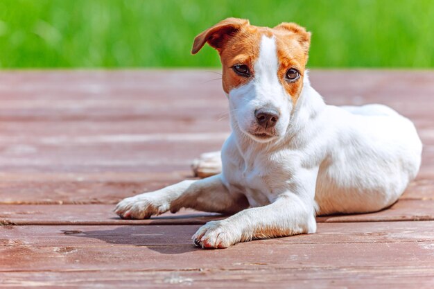 Dog Jack Russell terrier lies on a wooden terrace