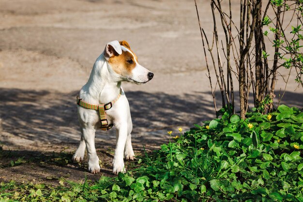 Dog Jack Russell Terrier looks to the side