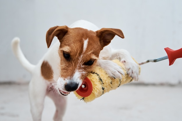 白い部屋でペイントローラーで遊ぶ犬のジャックラッセルテリア