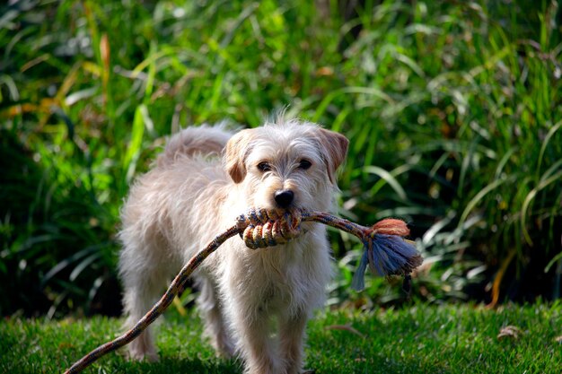 自然の中でロープで遊ぶ犬ジャックラッセルテリア