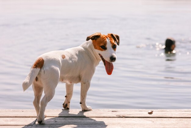 犬のジャックラッセルテリアは女の子と遊ぶ