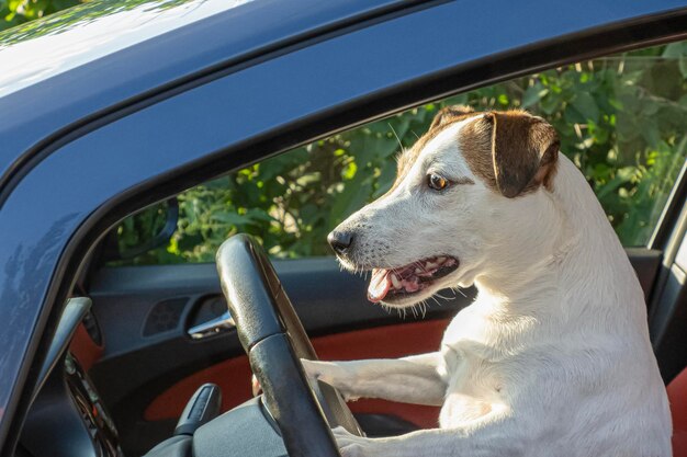 Dog Jack Russell terrier A smiling purebred dog driving a car Road trip