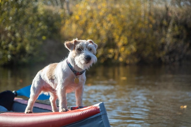 Dog Jack Russell Terrier stands on the bow of the kayak Landscape with a boat against the background of autumn trees