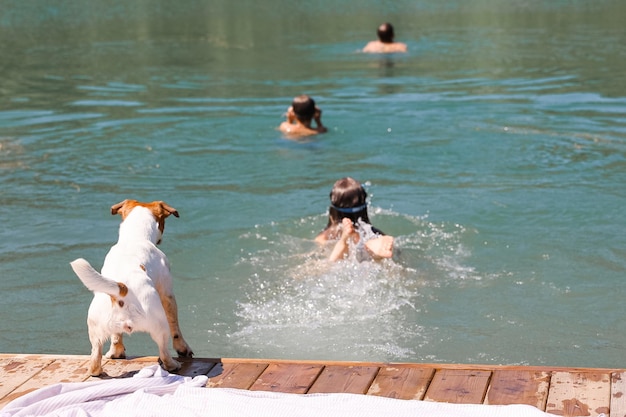 개 Jack Russell Terrier는 호수에서 수영하는 사람들에 대해 걱정합니다.