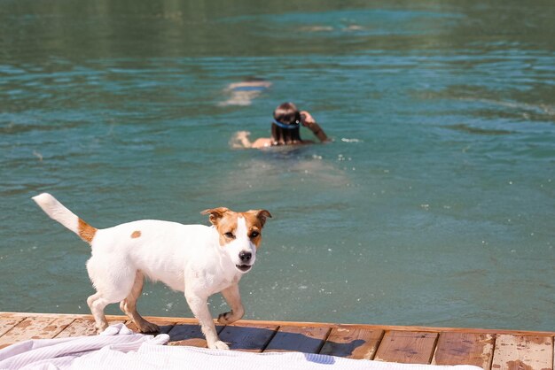 개 Jack Russell Terrier는 호수에서 수영하는 사람들에 대해 걱정합니다.