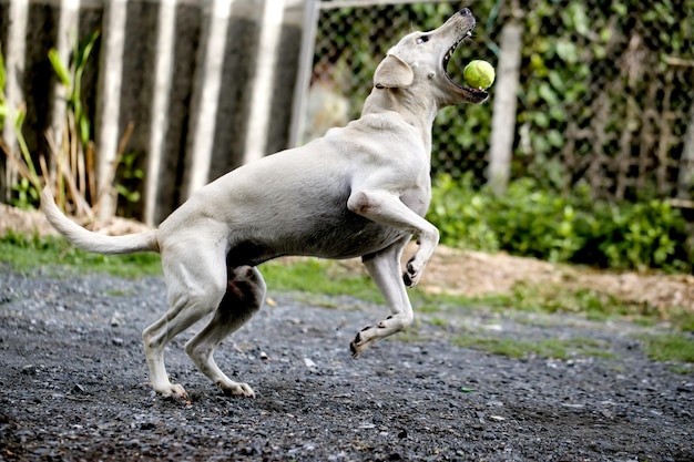 개 한 마리가 집 앞에서 공을 뛰고 놀고 있다