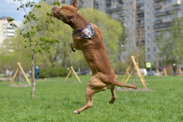 Foto cane che salta sul campo