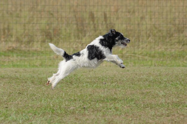 Photo dog jumping on grassy field