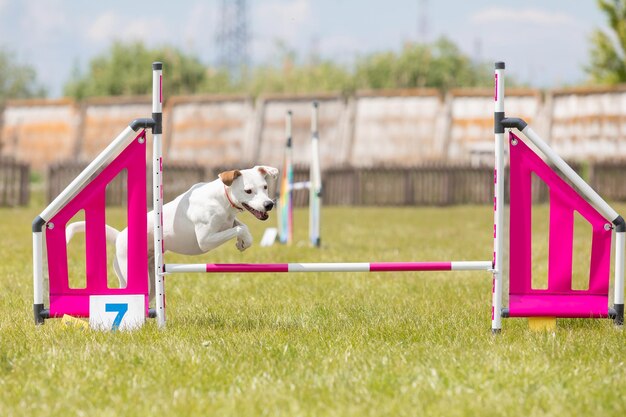 A dog jumping over a hurdle with the number 4 on it