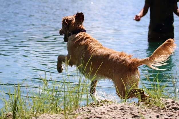 Photo dog jumping in river