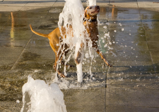 Dog jumping on water fountain