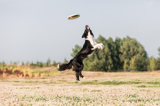 A dog jumps to catch a frisbee in a field