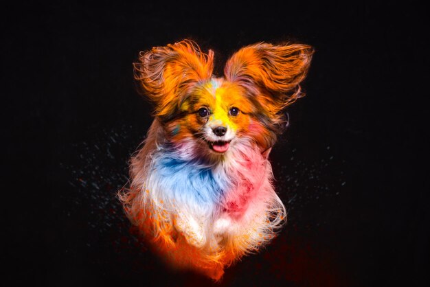 Photo the dog jumps in colors on a black background