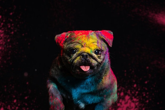 Photo the dog jumps in colors on a black background