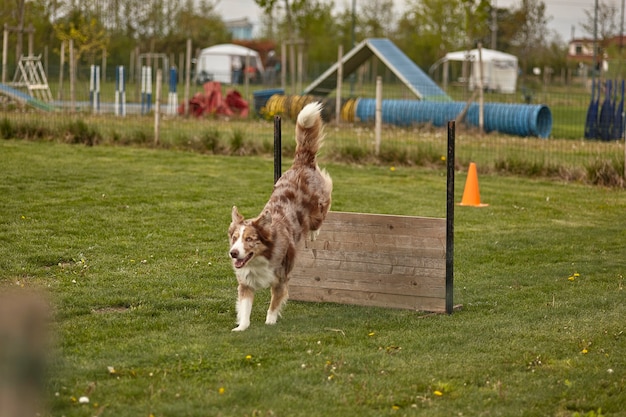 Dog jumps during a dog competition #2